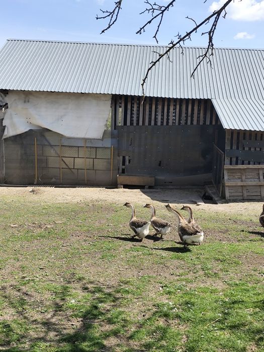 Vând familie de gâște