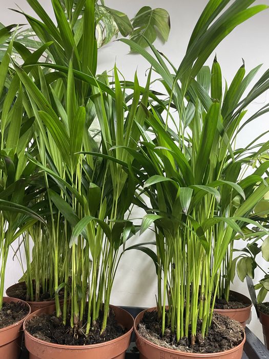 Пышный Дипсис Пальма