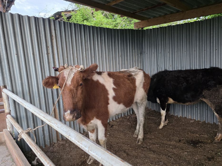 Жас құнажындар сатылады