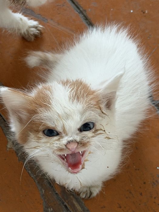 Котята ищут дом