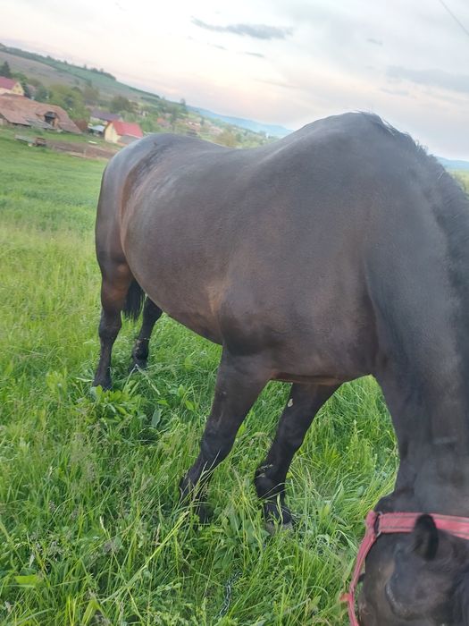 Vând iapă de 9 ani.