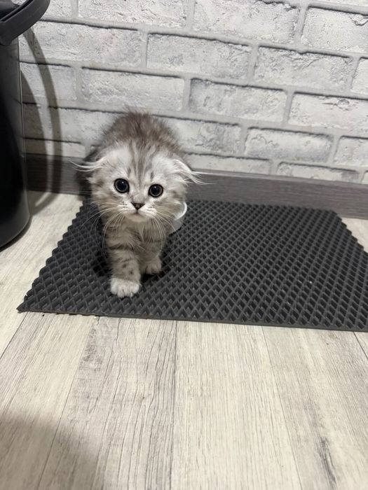 Котята веслоухие