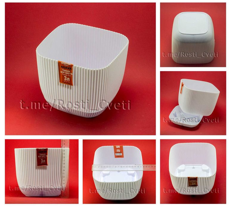 Саккулент Стапелия: Морская звезда, в простонародие "Рогач"