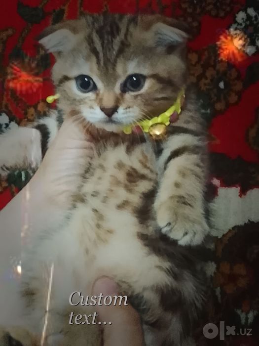 Продается катяты