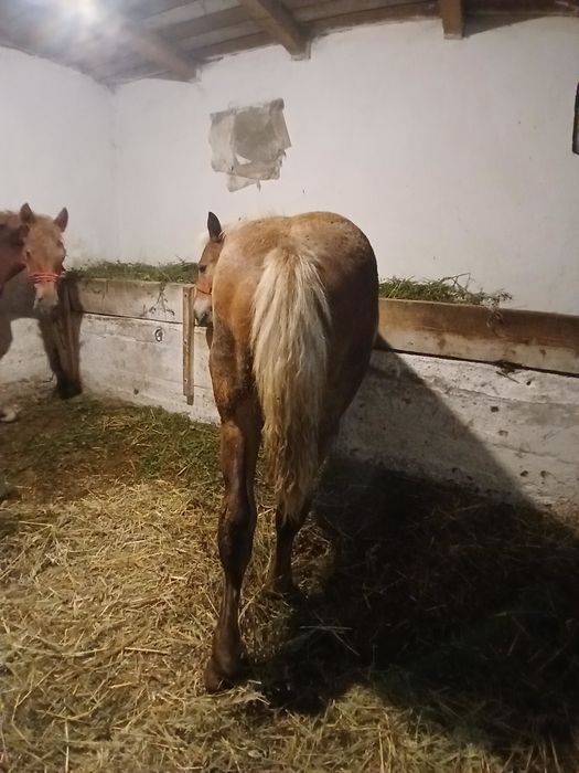 Vând 2 mânze de 5 luni