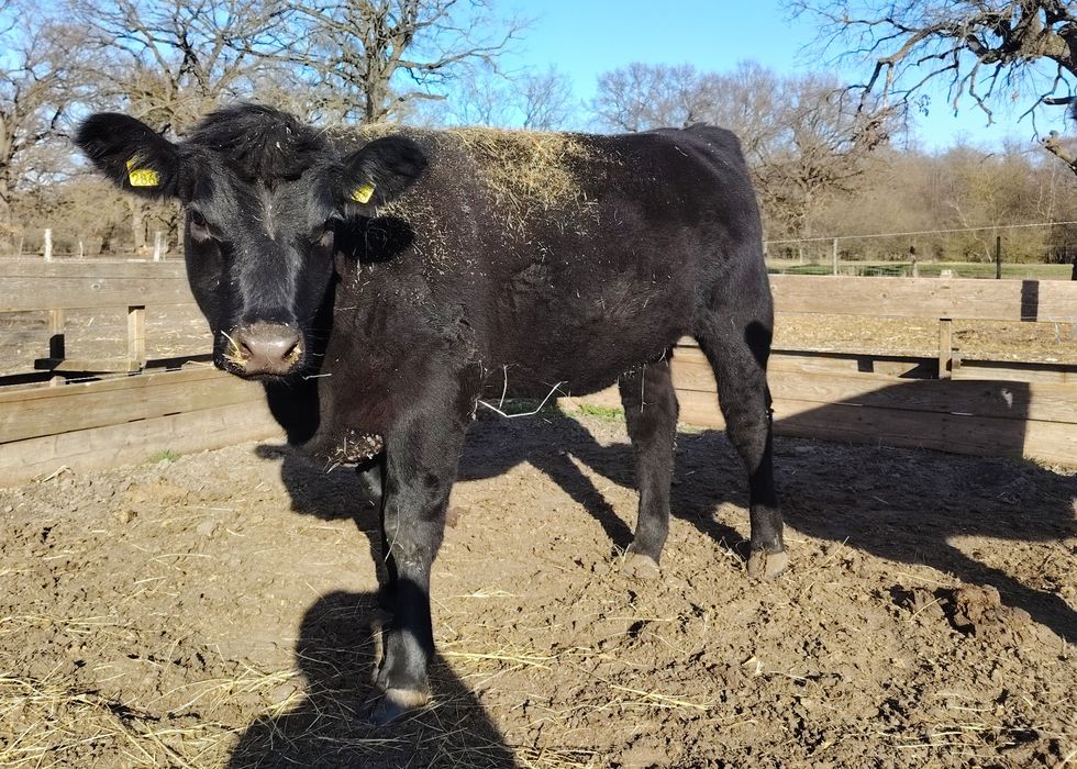 Vițele Angus 13 luni ~400 kg – certificat de origine