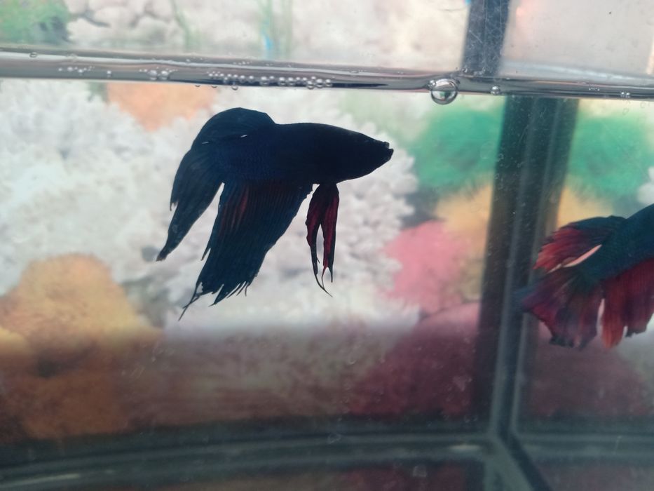 Аквариум на 12 литров