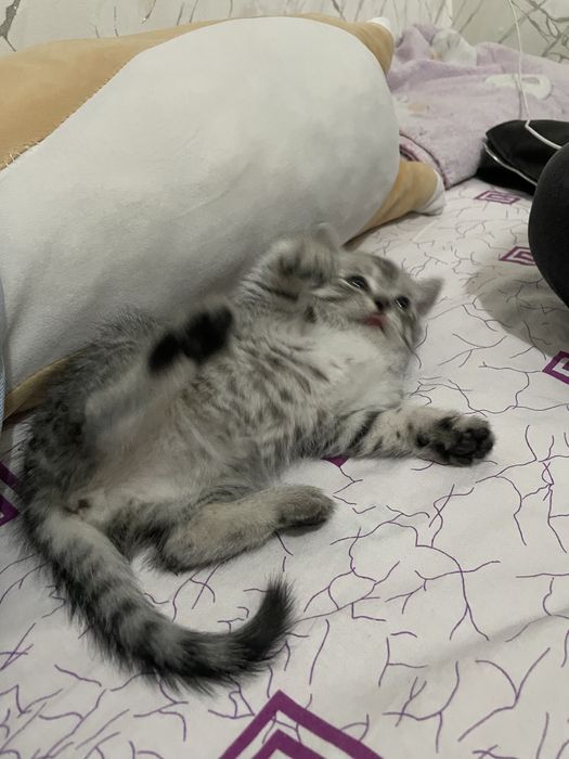 Котенок девочка