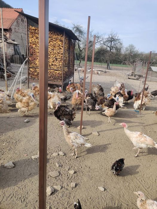 Curcani de casa Românești.