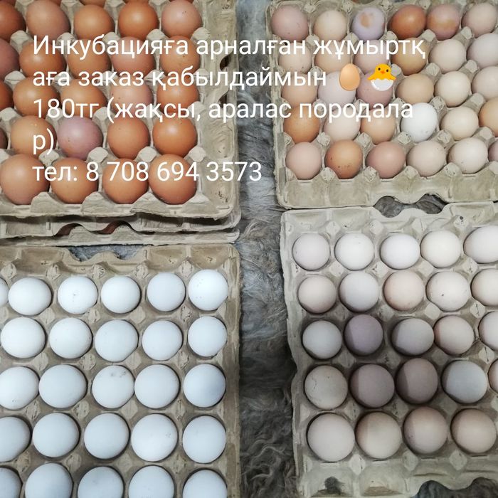 Қолдың жұмыртқасы сатылады 90 тг