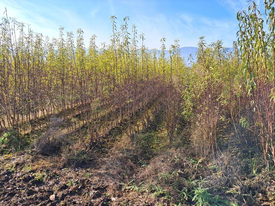 Бадеми късен цъфтеж