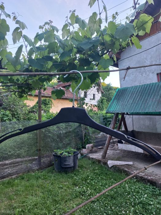 Umerașe pantalon și bluze