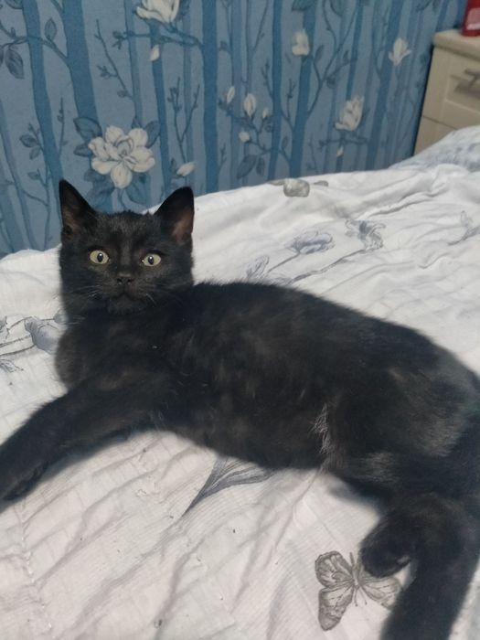 Котёнок 2,5 месяца