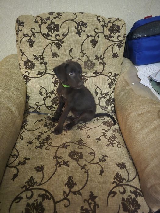 Kuchuk sotiladi parodasi Dobermen