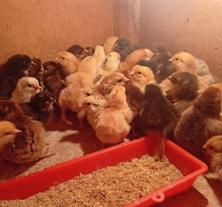 Цыплята недельные