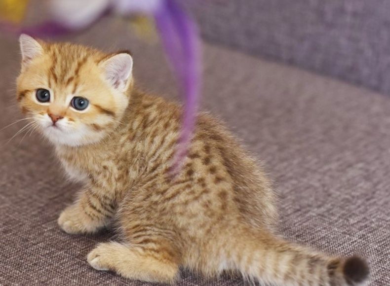 Котята Вислаушки Золотые прямоушки