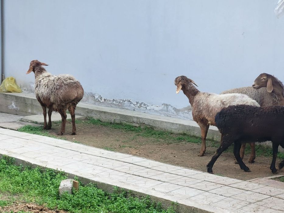 Тоза зотли солу куйлар