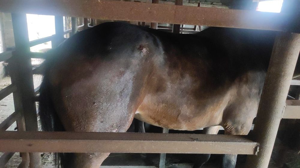 Байтал на откорме