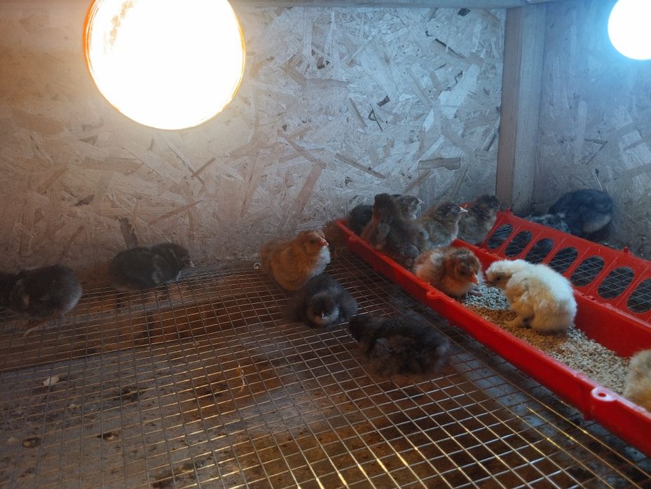 Цыплята суточные