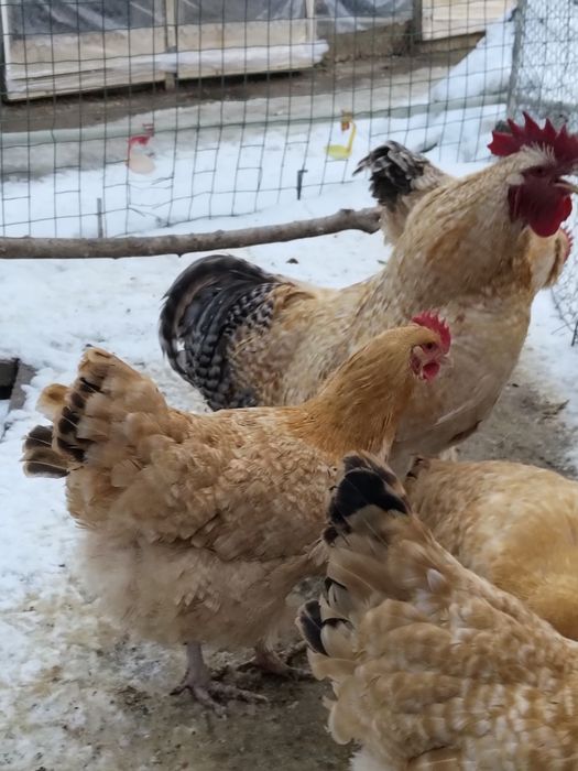 Инкубационные яйца лакенфельдер