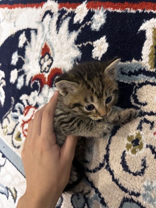 Шотландские котята — мальчик и девочка
