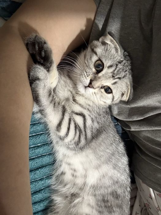 Продаётся шотландский вислоухий котик