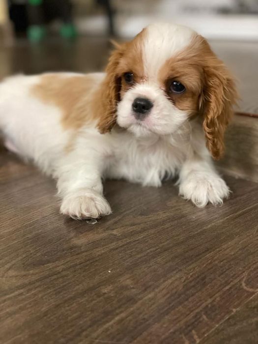 Кавалер кинг чарльз спаниель