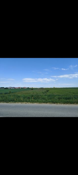 Teren intravilan 2.888 mp Bucovăț drum asfaltat Lângă Timișoara