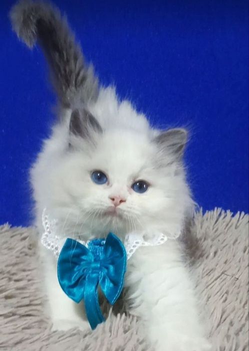 Регдоллы чистокровные