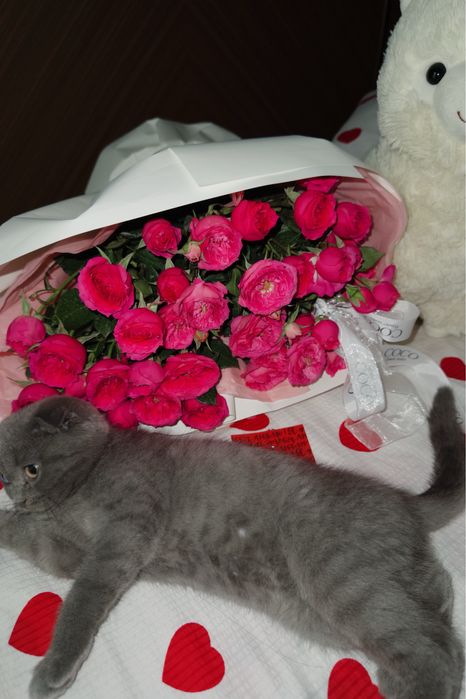 Шотландская вислоухая кошка