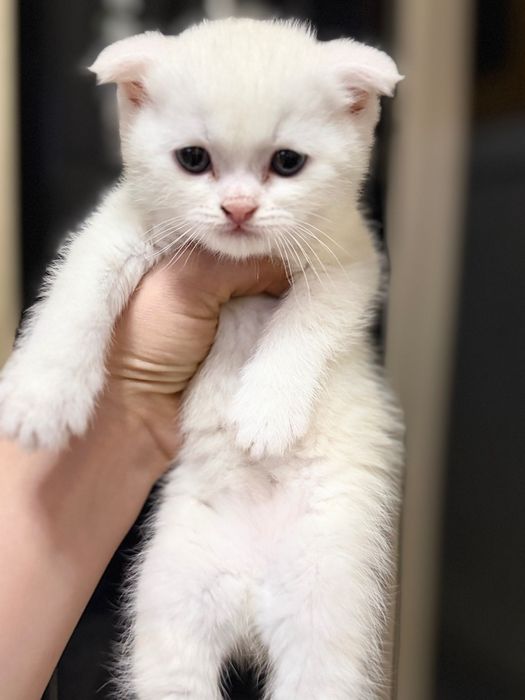 продаются скоттиш cтрайт и фолд чисто кровьный котята