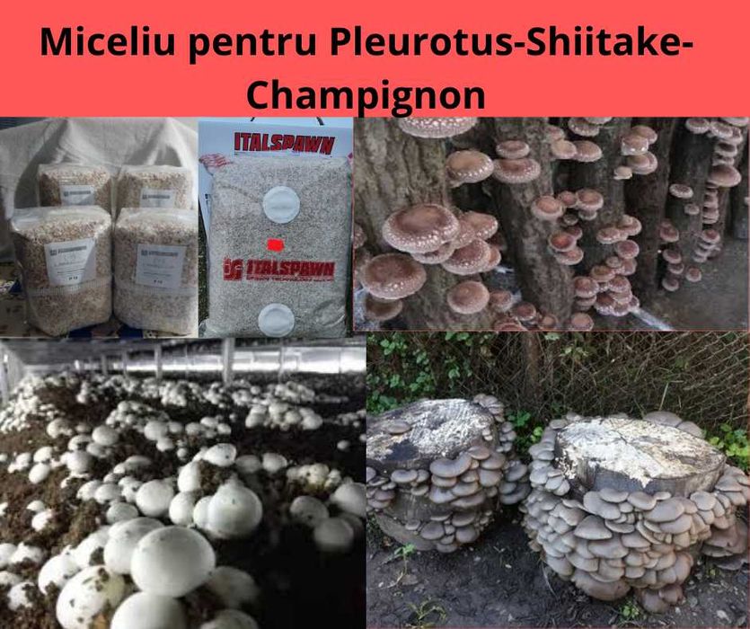 Miceliu pt. ciuperci Pleurotus-Champignon-Shiitake