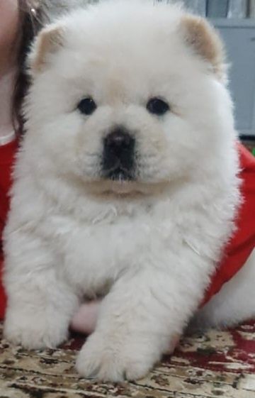 Продаётся чау чау