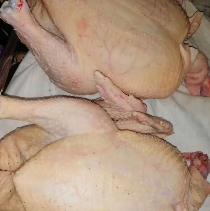 Продам домашних бройлеров