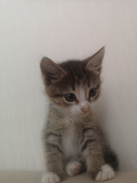 Отдам котёнка девочку в добрые руки