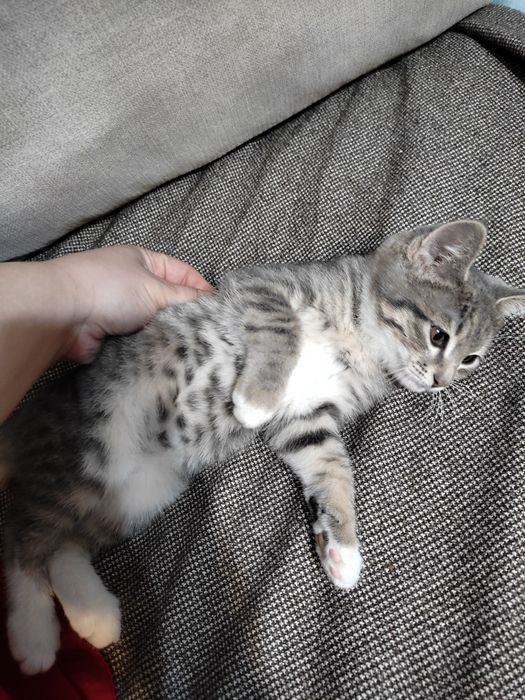 Котенок в добрые руки