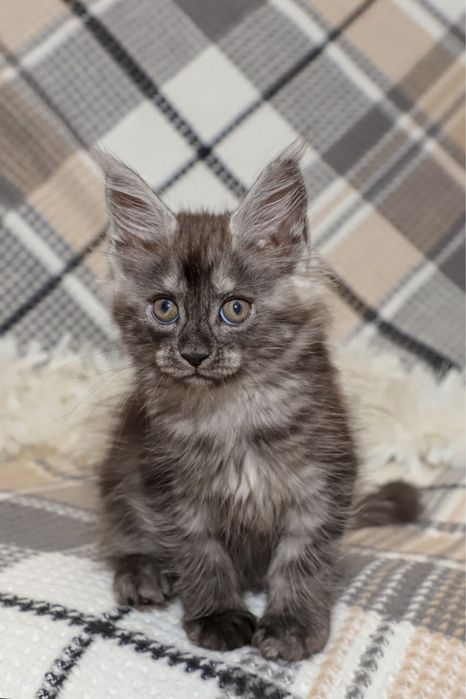 Кошечка мейн кун окраса черный дым