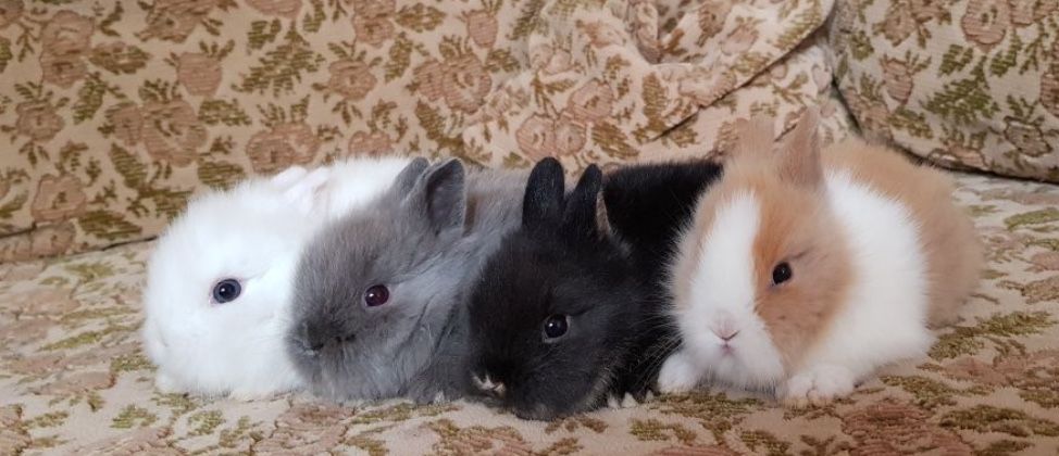 Iepuri pitici cap de leu