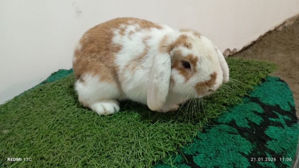 Strakach quyonlar sotiladi