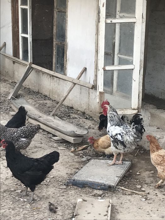 Қазақы қол тауықтар сатамын