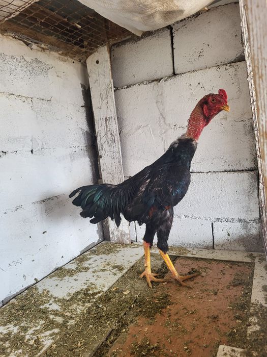 Сатамын шоже кораз 10000