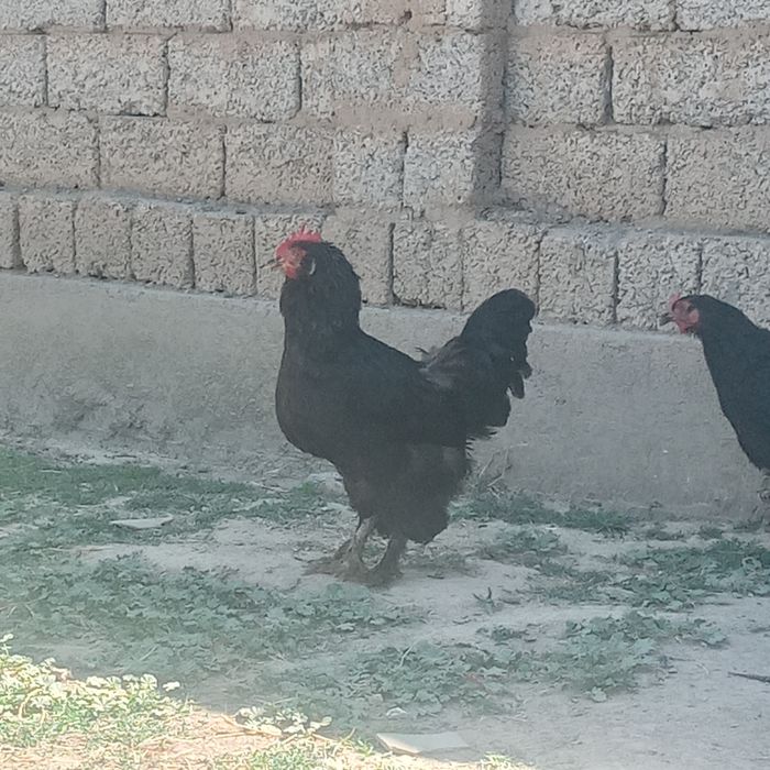 Brama tovuqlar sotiladi