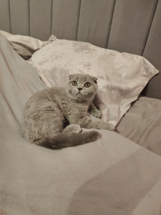 Девочка Фолд Шотландская.