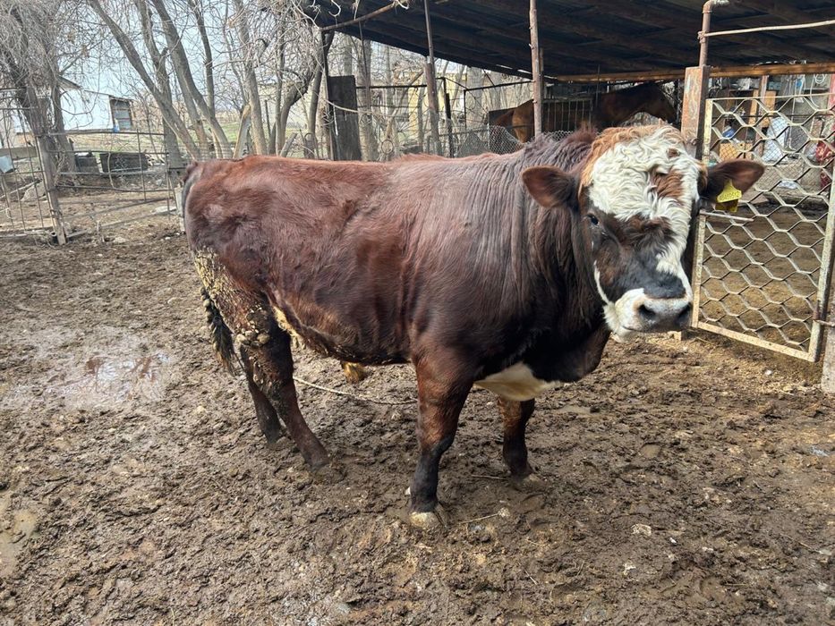 Бұқа сатылады,бордақы.