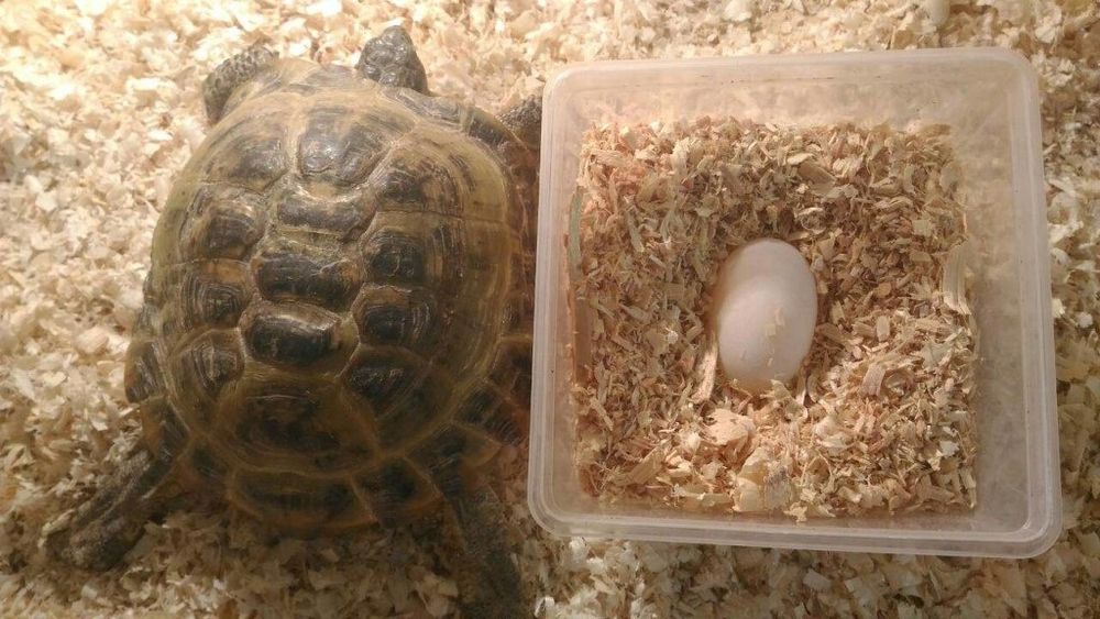 Продаются большие сухопутные черепахи