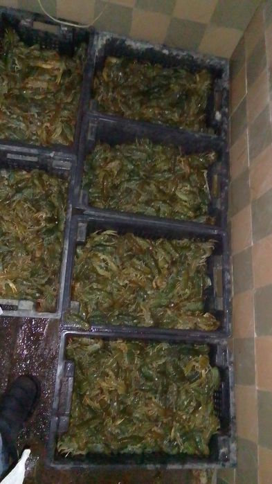 Раки оптом 30+ продам.