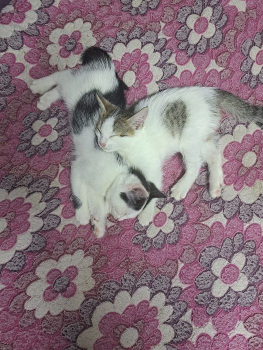 Отдам котенка в добрые руки