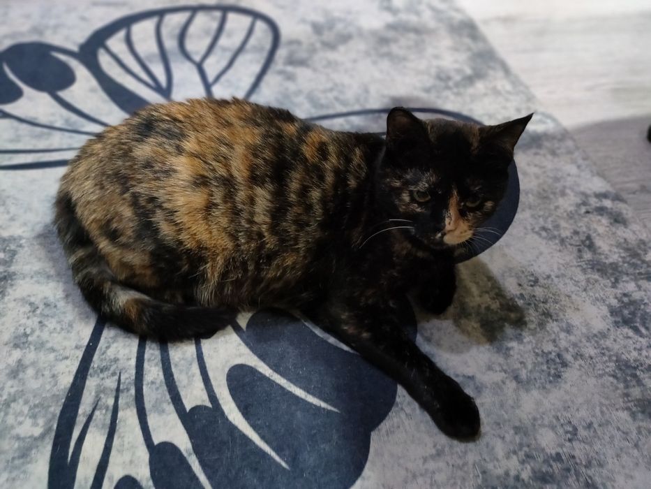 Животные кошка девочка