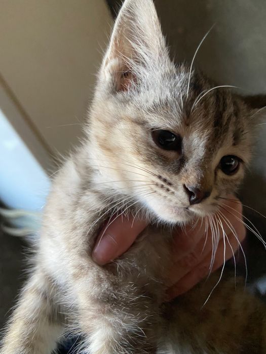 Отдам котят в хорошие руки