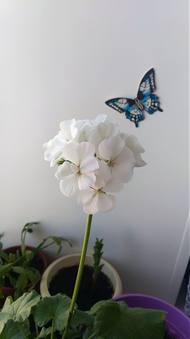 Продам укорененные ростки . Белой герани